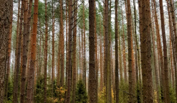 Działka leśna Dobrowoda