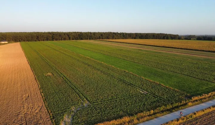 Działka budowlana Golędzinów