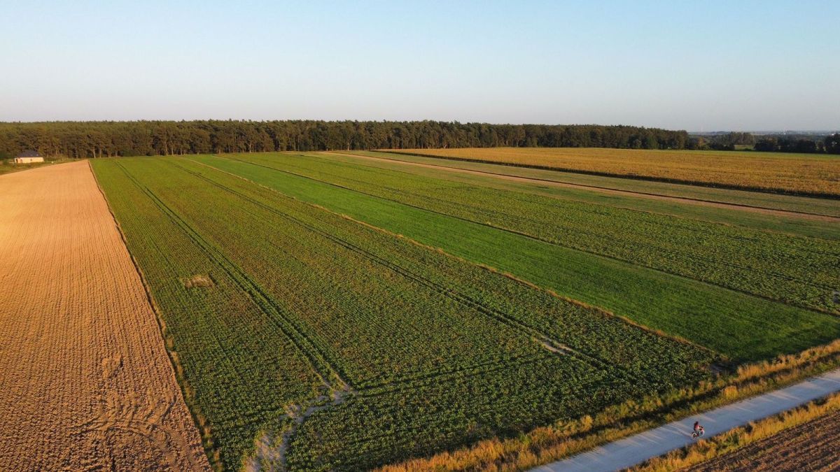 Działka budowlana Golędzinów