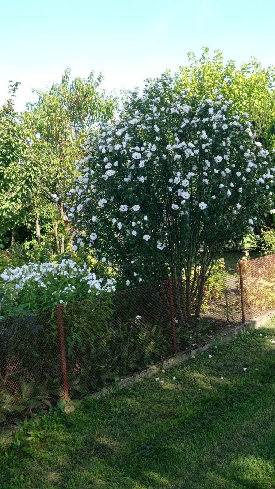 Działka rod Pleszew, ul. Bałtycka. Zdjęcie 9