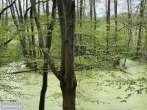 Działka rekreacyjna Joachimów-Mogiły, ul. Jaśminowa. Zdjęcie 4