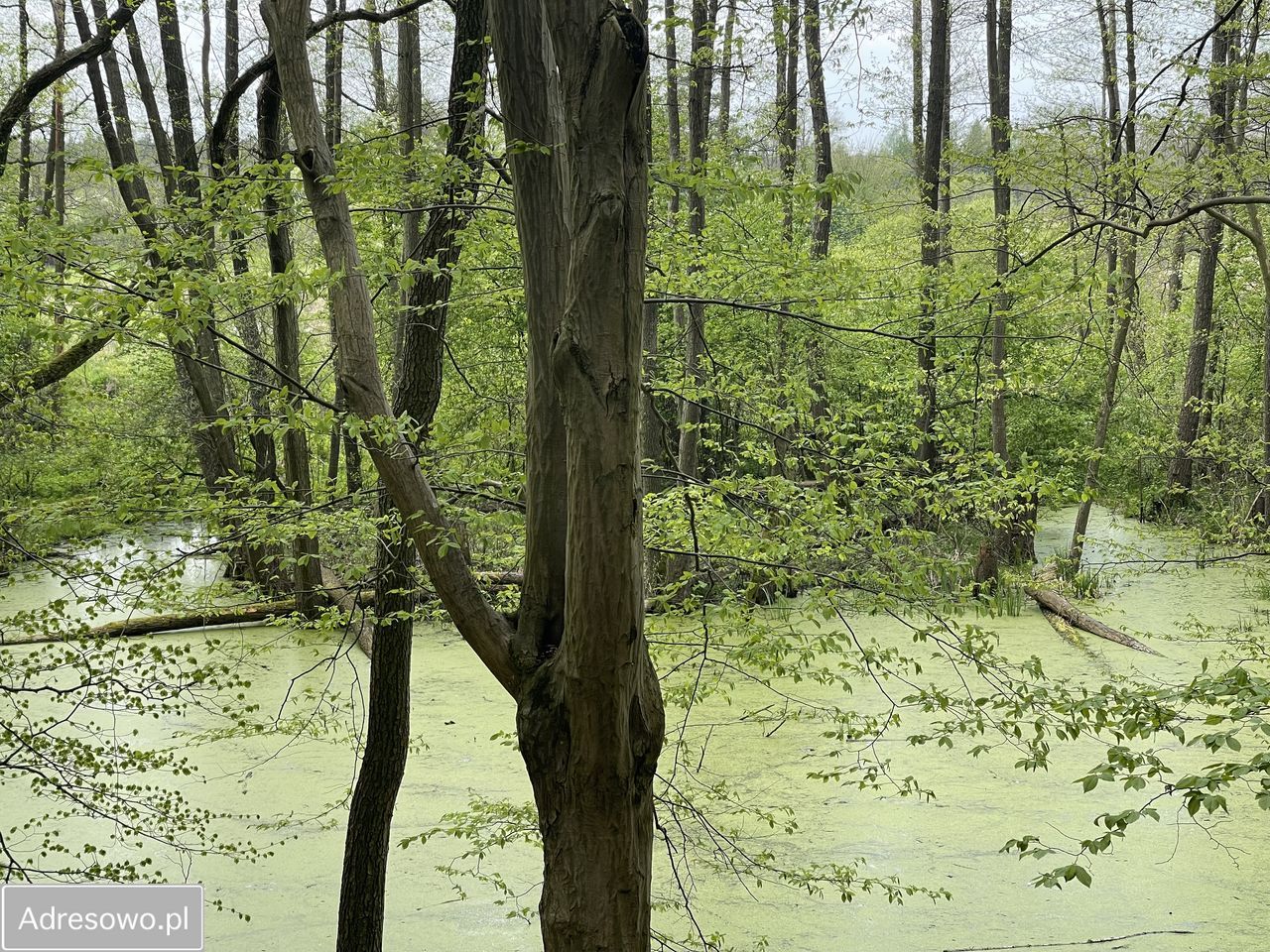 Działka rekreacyjna Joachimów-Mogiły, ul. Jaśminowa. Zdjęcie 5