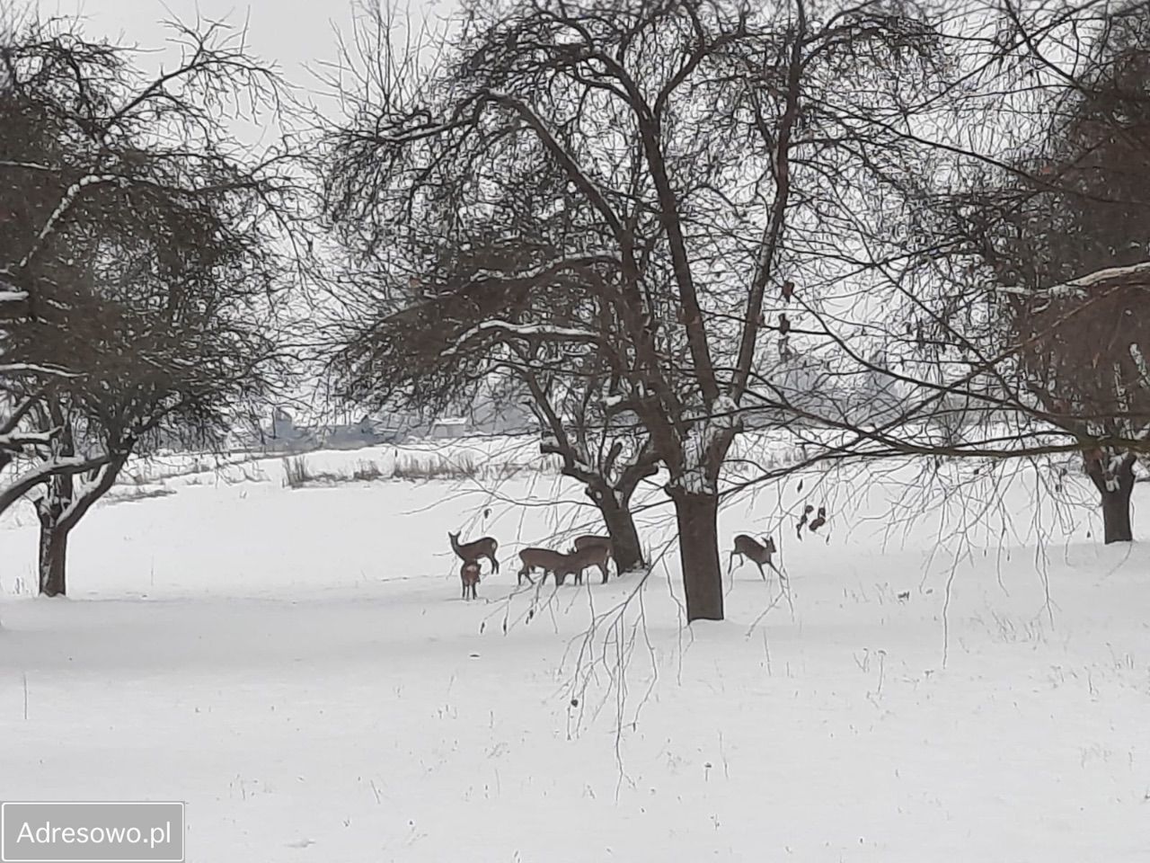 Działka budowlana Dąbrówka, ul. Kościelna. Zdjęcie 6