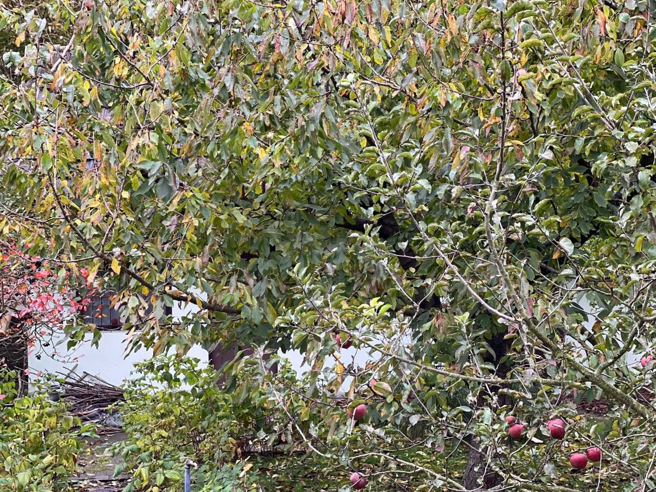 Działka rod Ostrów Wielkopolski, ul. Gorzycka. Zdjęcie 3