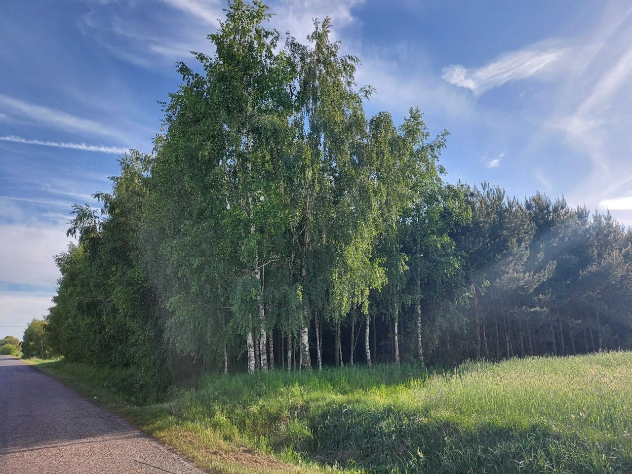 Działka leśna Zakrzewo-Parcele. Zdjęcie 6