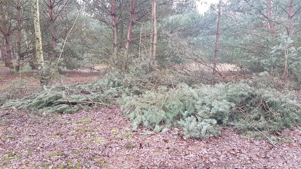 Działka rolno-budowlana Głodowo. Zdjęcie 7