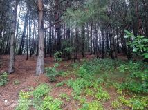 Działka rolno-budowlana Huta-Chojno. Zdjęcie 3