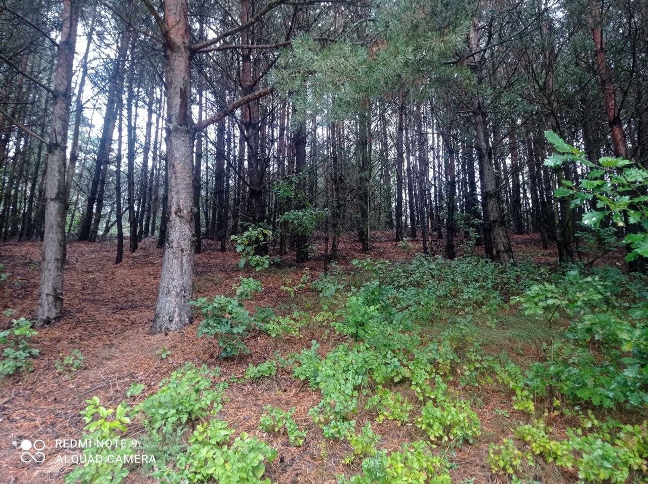 Działka rolno-budowlana Huta-Chojno. Zdjęcie 4