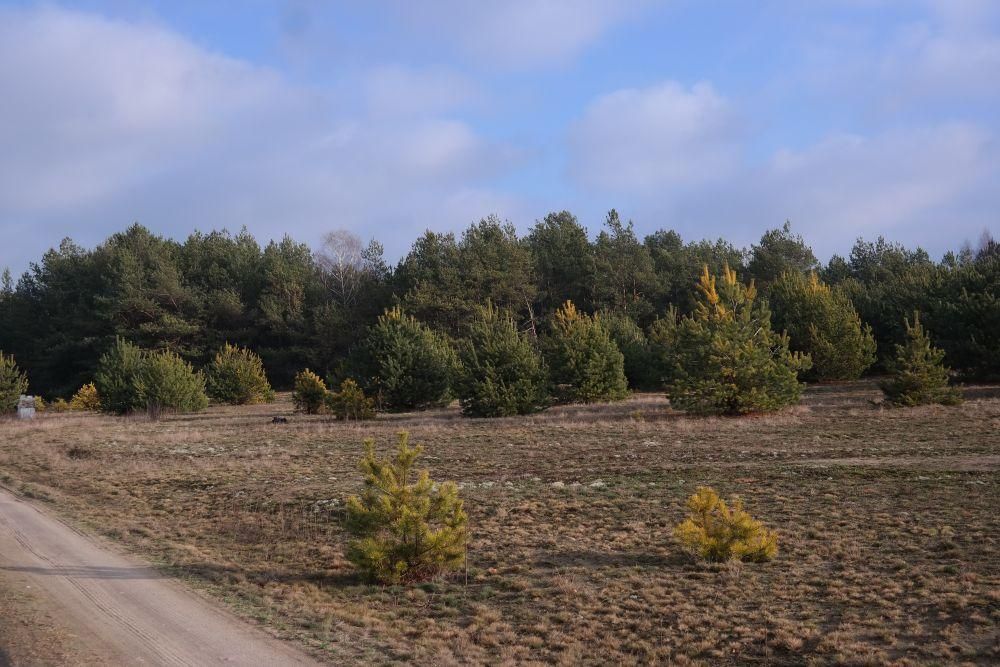 Działka budowlana Golanka. Zdjęcie 10
