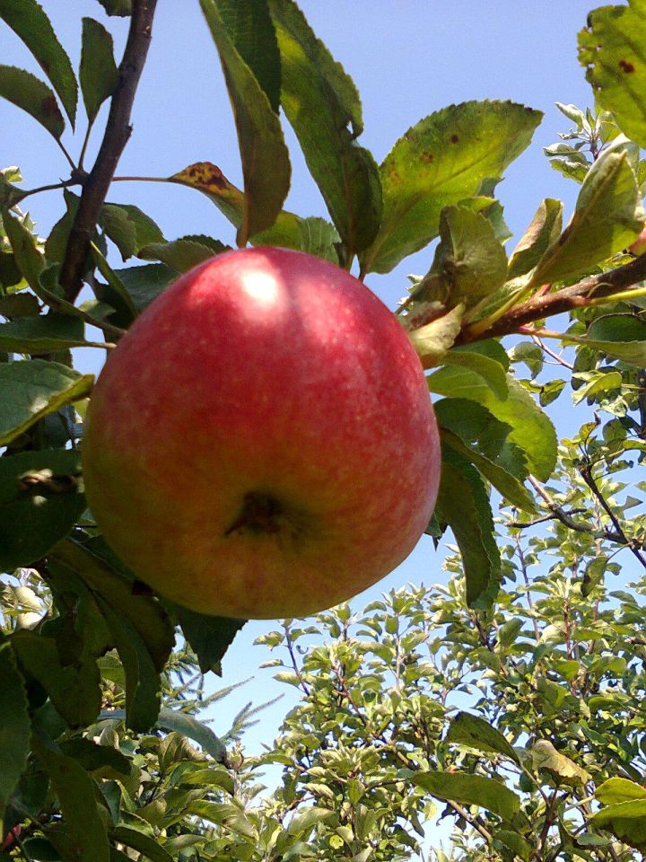 Działka rekreacyjna Częstochowa Błeszno, ul. Kusocińskiego. Zdjęcie 16