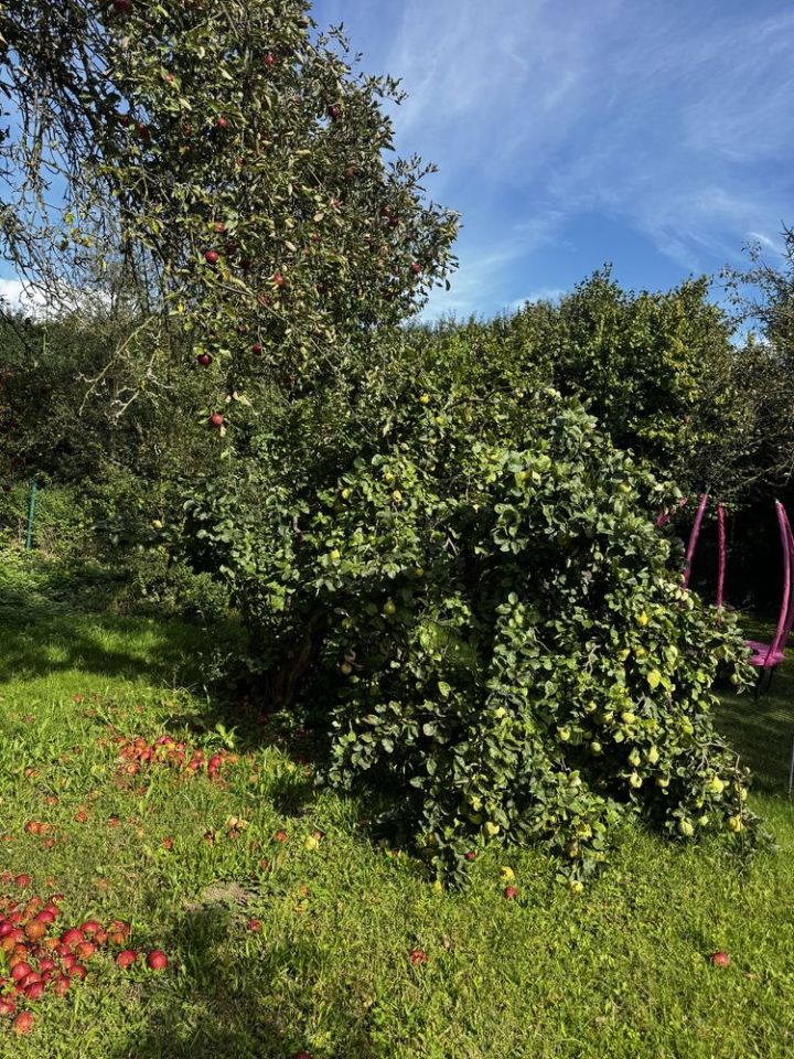 Działka rod Ziemnice, ul. Legnicka. Zdjęcie 5