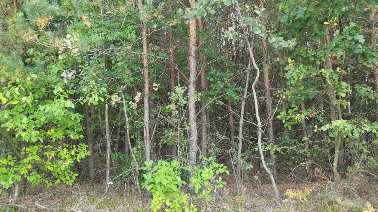 Działka leśna Mroczki-Rębiszewo. Zdjęcie 6