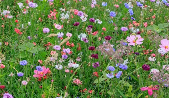 Działka budowlana Nakło Śląskie