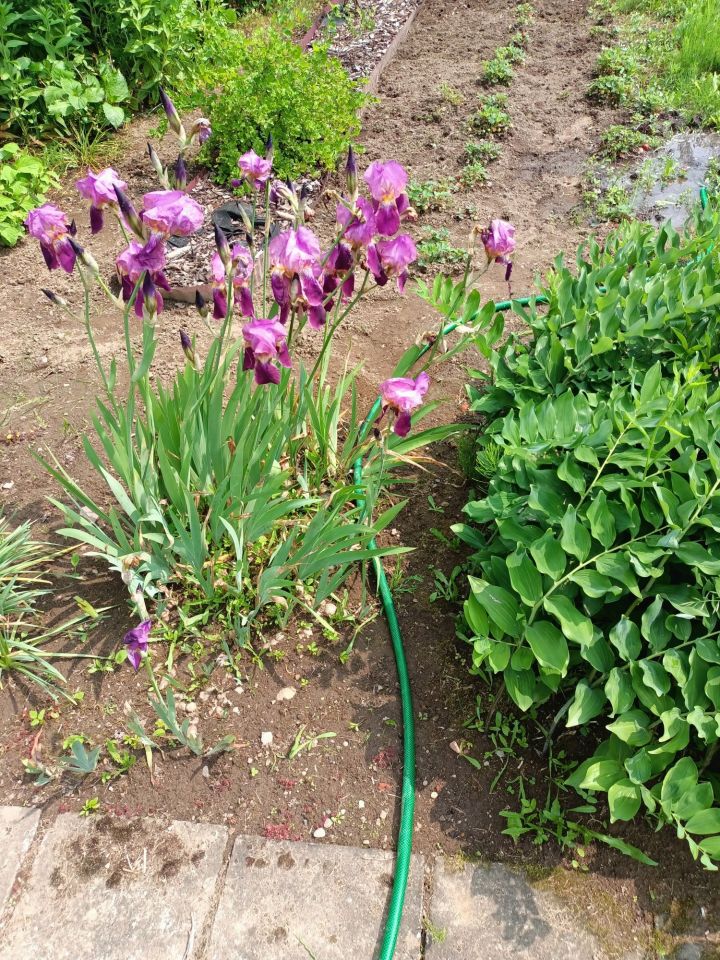 Działka rod Słupsk, ul. Stefana Banacha. Zdjęcie 2