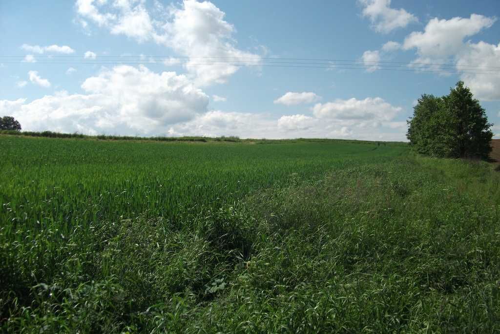 Działka rolno-budowlana Osiek, ul. Główna. Zdjęcie 2