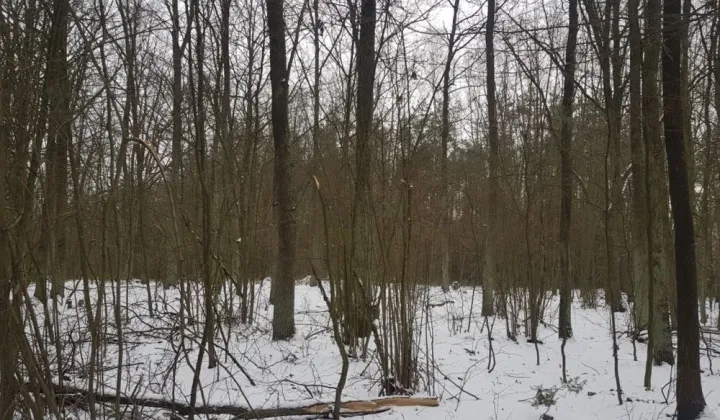 Działka leśna Niwiski