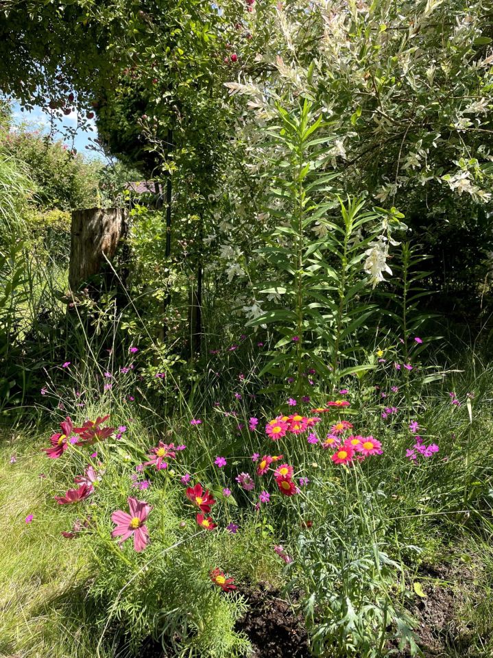 Działka rod Warszawa Mokotów. Zdjęcie 8