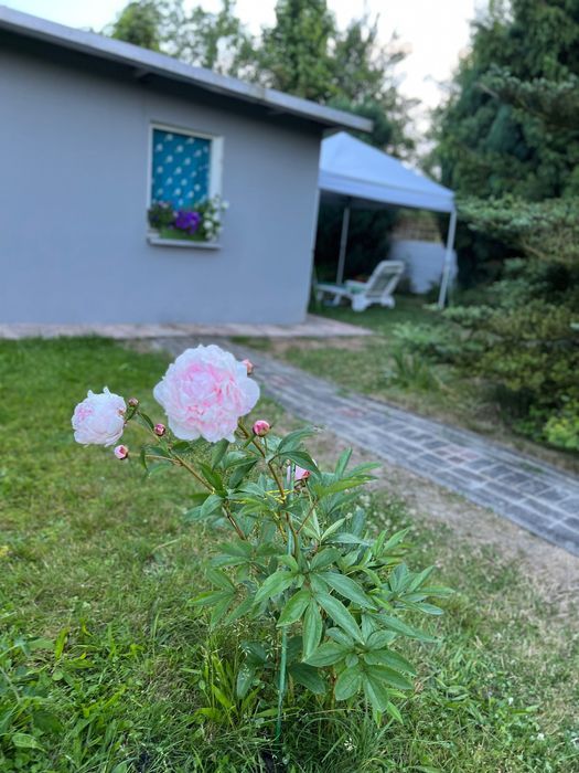 Działka rod Oleśnica, ul. Trakcyjna. Zdjęcie 1