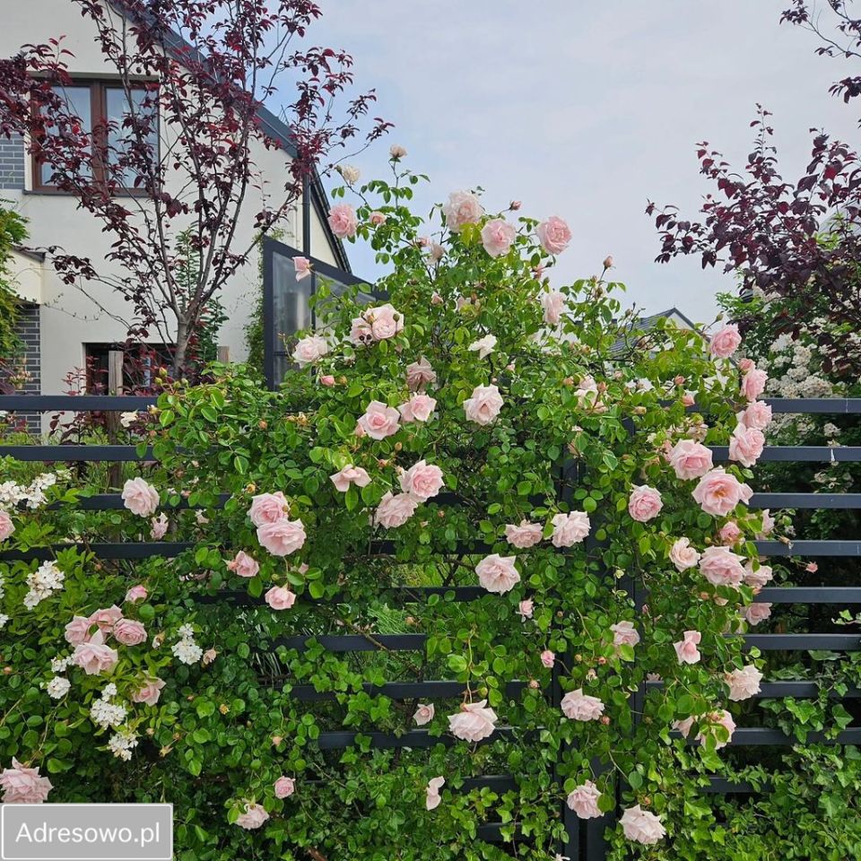 bliźniak, 5 pokoi Karwiany. Zdjęcie 13