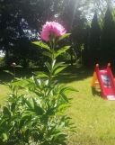 Działka rod Katowice Bogucice. Zdjęcie 3