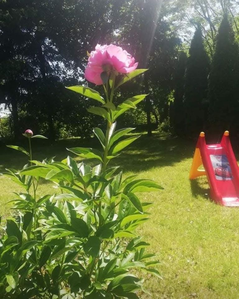 Działka rod Katowice Bogucice. Zdjęcie 4