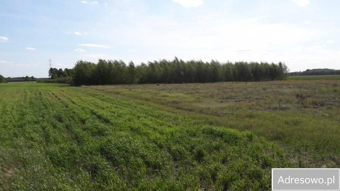 Działka siedliskowa Rosy. Zdjęcie 5