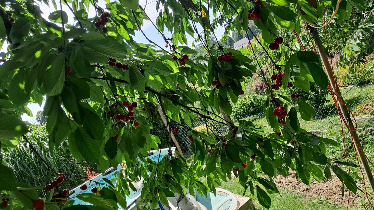 Działka rod Jastrzębie-Zdrój, ul. Olszowa. Zdjęcie 5