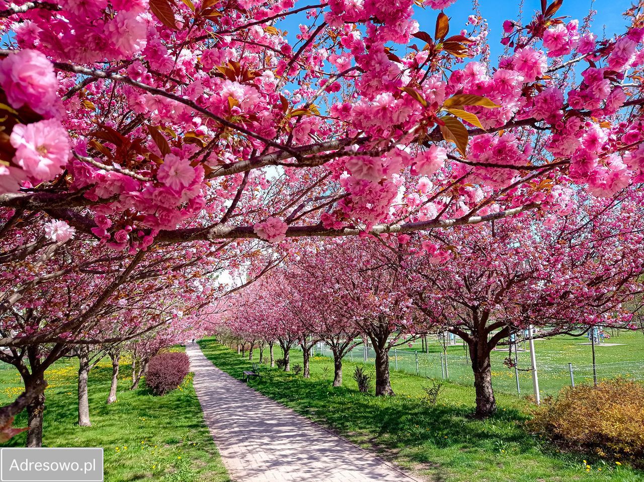 Mieszkanie 3-pokojowe Olsztyn Pieczewo, ul. Balbiny Świtycz-Widackiej. Zdjęcie 15
