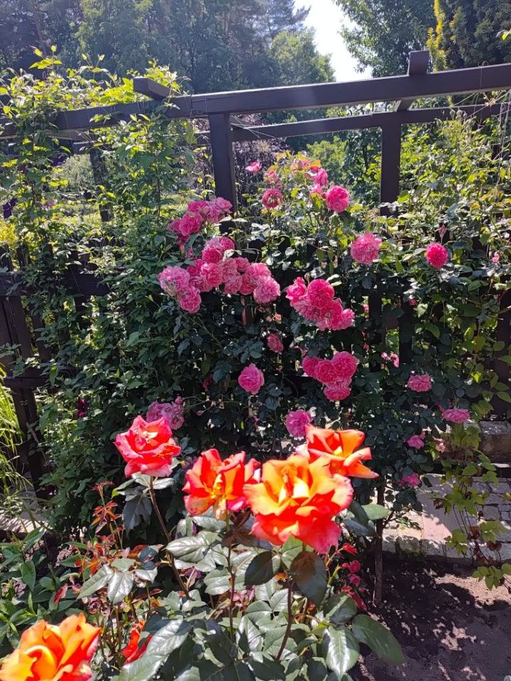 Działka rod Zielona Góra, ul. Francuska. Zdjęcie 4