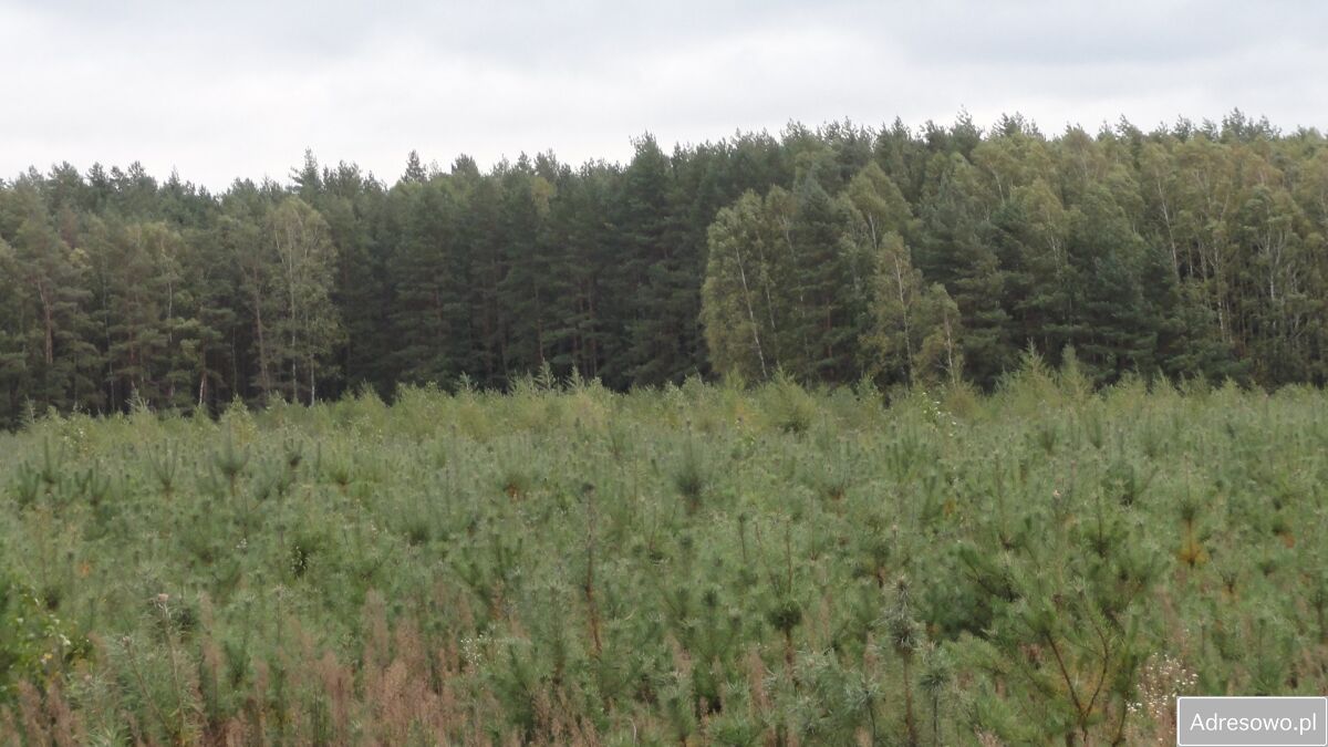 Działka leśna Bartoszki. Zdjęcie 3