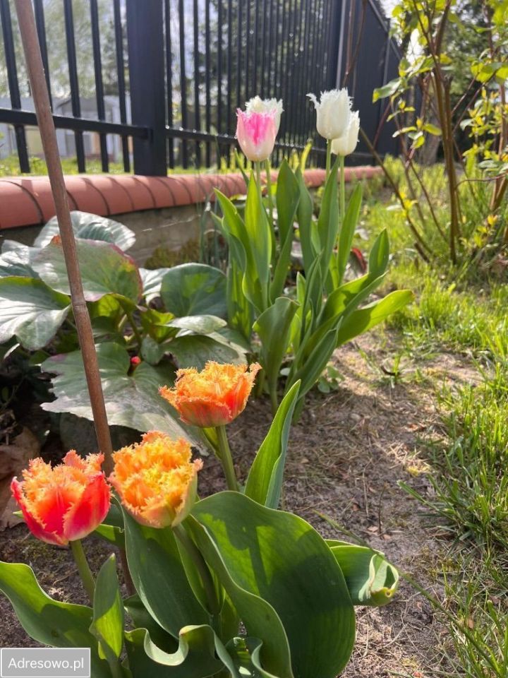 Działka budowlana Łazy, ul. Usługowa. Zdjęcie 4