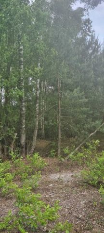 Działka leśna Cisk. Zdjęcie 1