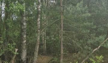 Działka leśna Cisk