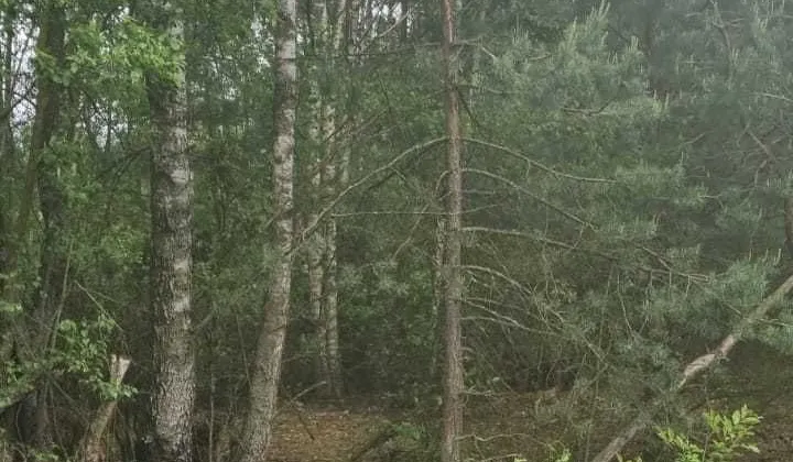 Działka leśna Cisk