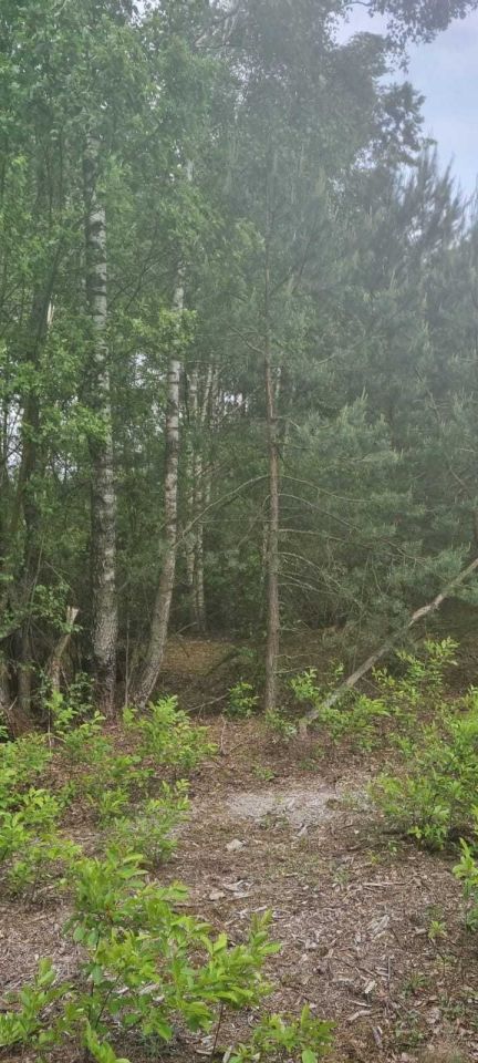 Działka leśna Cisk