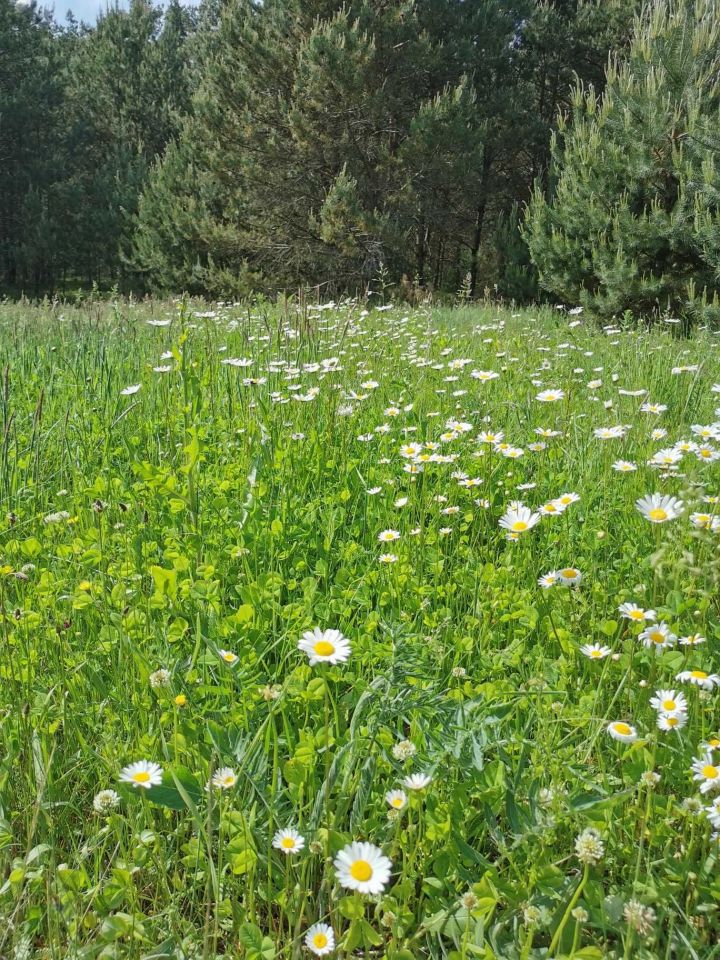Działka budowlana Roźwienica Słomianka. Zdjęcie 7