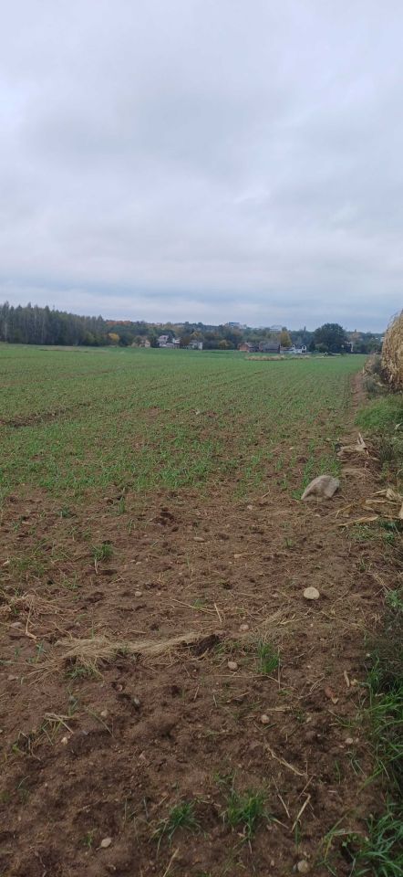 Działka budowlana Smolice. Zdjęcie 3