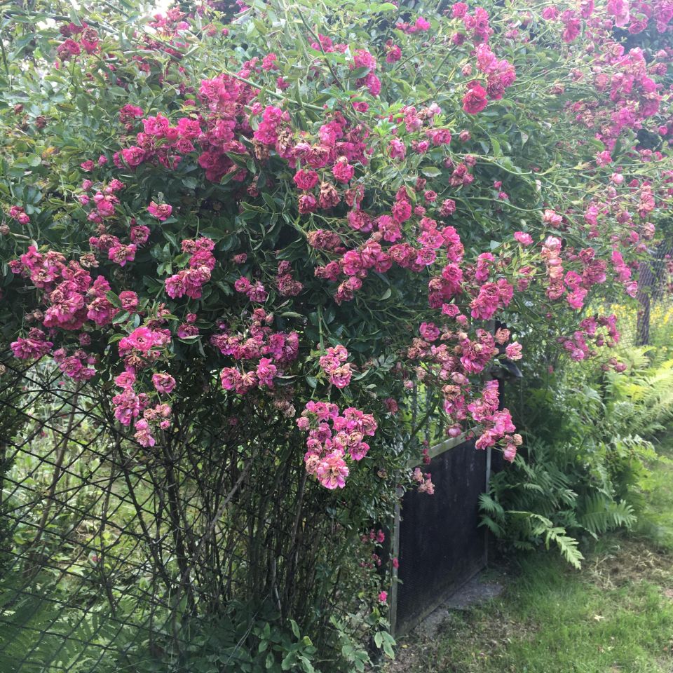 Działka rod Gliwice Stare Gliwice, ul. Józefa Sowińskiego. Zdjęcie 6