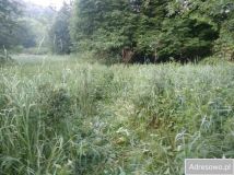 Działka leśna Polana. Zdjęcie 3