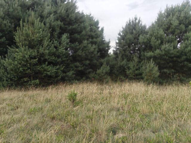 Działka budowlana Rąpin. Zdjęcie 1