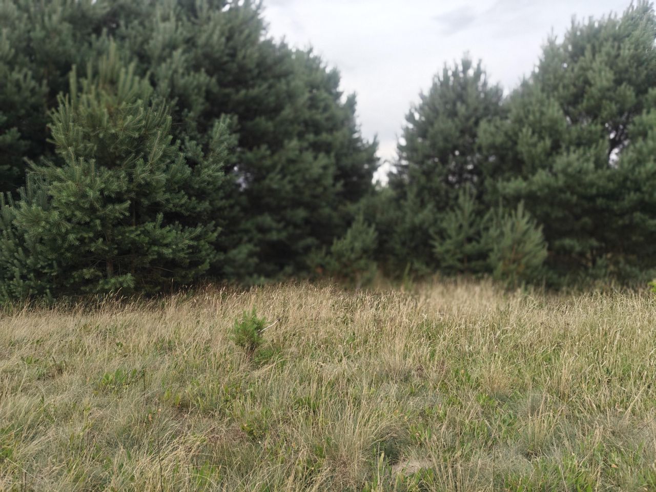 Działka budowlana Rąpin. Zdjęcie 6