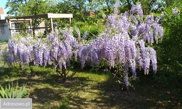 Działka rod Opalenica, ul. Parkowa. Zdjęcie 1