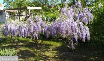 Działka rekreacyjna Opalenica, ul. Parkowa