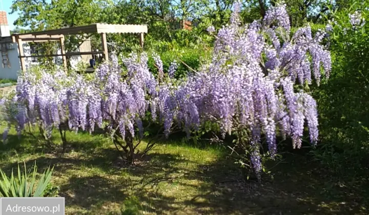 Działka rod Opalenica, ul. Parkowa