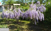 Działka rod Opalenica, ul. Parkowa