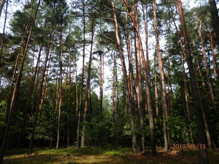 Działka leśna Dąbrówka