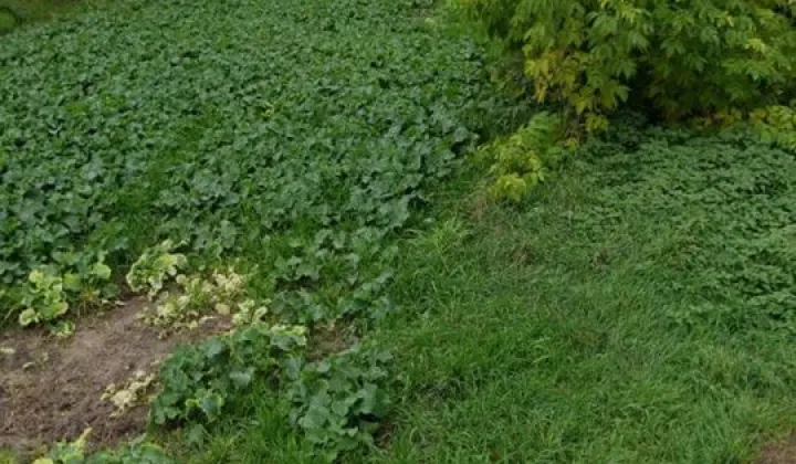 Działka rolno-budowlana Miętne, ul. Kościelna