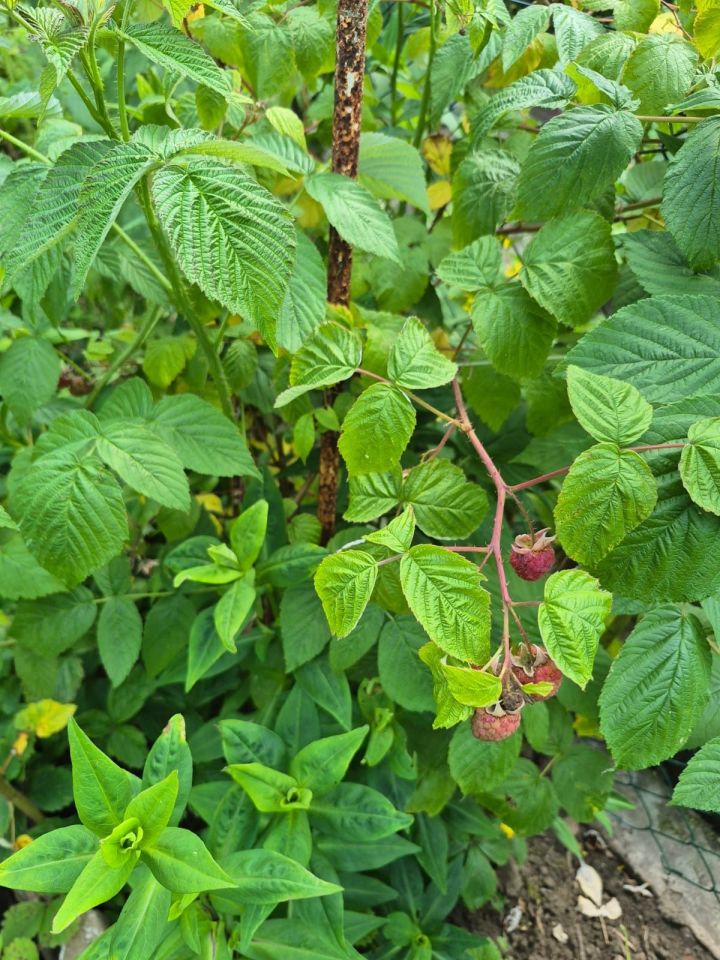 Działka rod Będzin Górki Małobądzkie. Zdjęcie 4