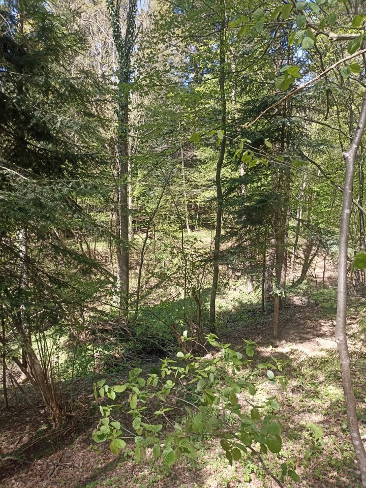 Działka leśna Karwodrza. Zdjęcie 9