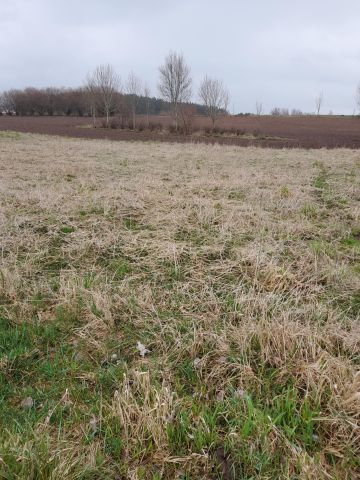 Działka rolno-budowlana Koszalin Raduszka, ul. Krokusów. Zdjęcie 1